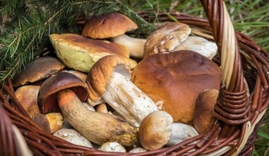 Kto nie powinien jeść grzybów? W tych przypadkach zastanów się dwa razy