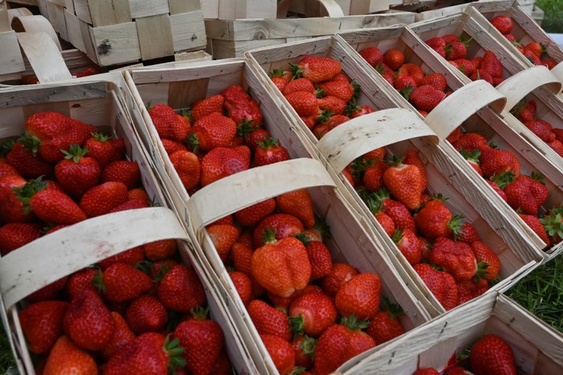 Kto nie powinien jeść truskawek? / fot. Tadeusz Koniarz /East News