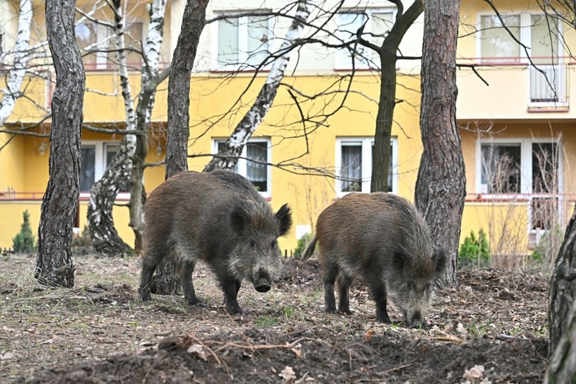 Kto odpowiada za szkody wyrządzone przez dzikie zwierzęta? /MAREK KUDELSKI/AGENCJA SE /East News