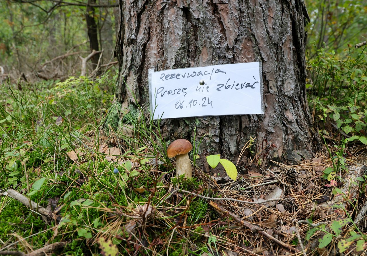 Kto pierwszy, ten lepszy? W lasach pojawiły się rezerwacje na grzyby