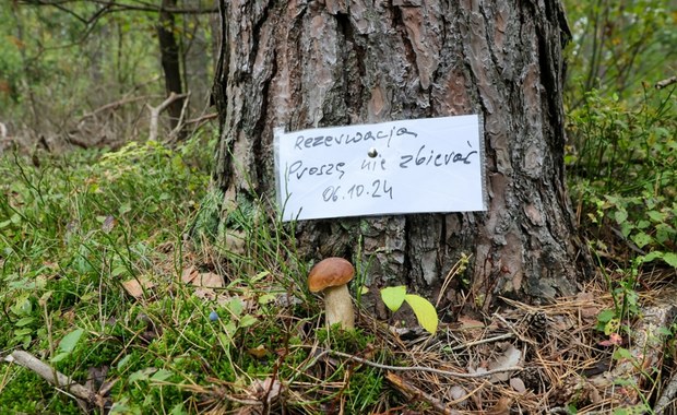 Kto pierwszy, ten lepszy? W lasach pojawiły się rezerwacje na grzyby