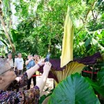 Kto ukradł "Davida"? Śmierdzący gigant zniknął z ogrodu botanicznego