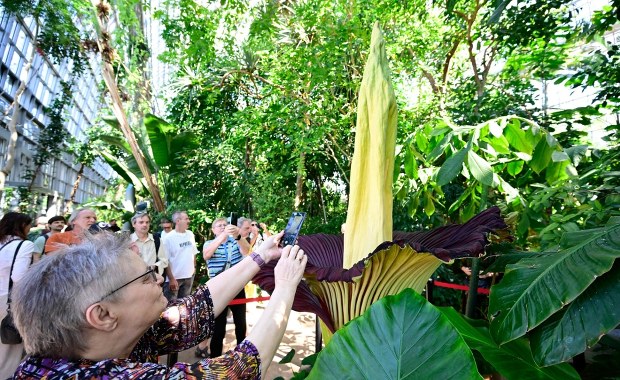 Kto ukradł "Davida"? Śmierdzący gigant zniknął z ogrodu botanicznego