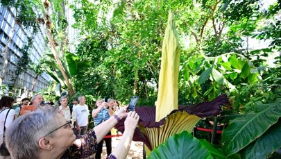 Kto ukradł "Davida"? Śmierdzący gigant zniknął z ogrodu botanicznego