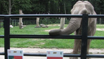 Kto wygra pierwszy półfinał Euro? Citta stawia na Portugalię