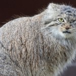 Kto wypuścił Bożenkę? Samica manula z poznańskiego zoo nadal poszukiwana