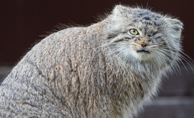Kto wypuścił Bożenkę? Samica manula z poznańskiego zoo nadal poszukiwana