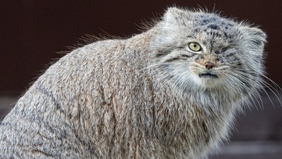 Kto wypuścił Bożenkę? Samica manula z poznańskiego zoo nadal poszukiwana