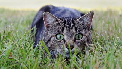 Kto zabije więcej kotów. Zawody dla dzieci odwołane 
