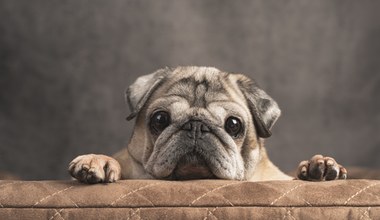 Kto zaczął hodować pierwsze psy o płaskich pyskach? Naukowcy opublikowali wyniki badań