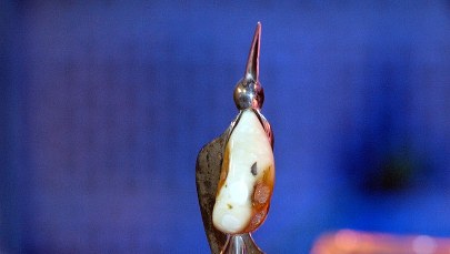 Kto zdobędzie Bursztynowego Słowika 2023? Znamy nominowanych 