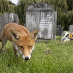 Kto żyje na cmentarzach? Tylko nieliczni wiedzą, kto tam mieszka