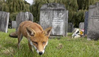 Kto żyje na cmentarzach? Tylko nieliczni wiedzą, kto tam mieszka