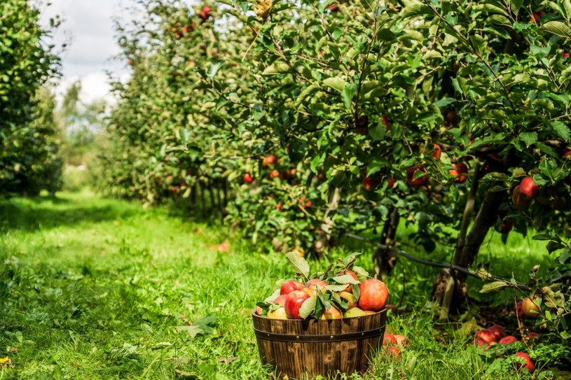 Która odmiana jabłek jest najzdrowsza? Trudno wskazać jednego faworyta. /Pixel /Pixel