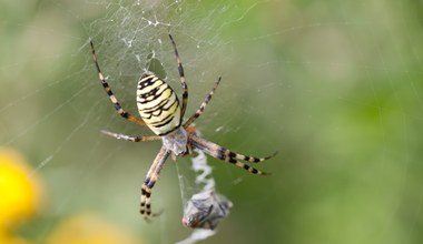 Które pająki gryzą i jakie ślady zostawia ich ugryzienie?