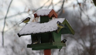 Które ptaki zostają na zimę w Polsce? Cicho walczą o każdą kalorię