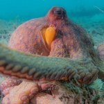 Które ramię podałaby ci ośmiornica? Głowonóg pod lupą naukowców