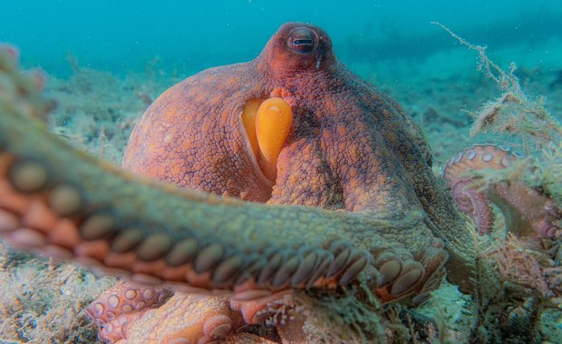 Które ramię podałaby ci ośmiornica? Głowonóg pod lupą naukowców