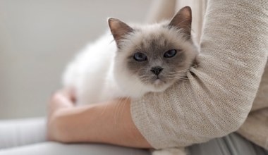 Które rasy kotów żyją najdłużej? Są takie, które osiągają średnio 14 lat