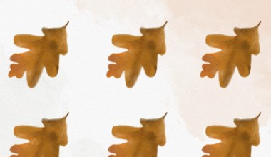 Który liść jest inny? Tylko sokole oko dostrzeże różnicę