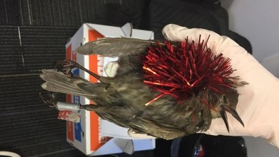 Ktoś celowo "dekoruje" wróble. Padły już dziesiątki ptaków 