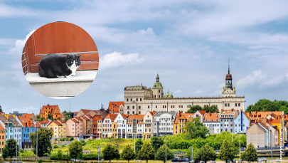 Ktoś chciał porwać Gacka – najsłynniejszego kota Szczecina