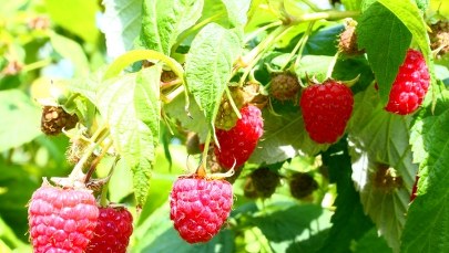 Ktoś kradnie maliny z plantacji. Rolnicy pilnują więc owoców nawet w nocy