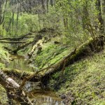 Ktoś "kradnie" rzekę w stolicy. To może zniszczyć ostatni fragment puszczy