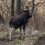 Ktoś nielegalnie postrzelił samicę łosia. Ujawniono tragiczne szczegóły