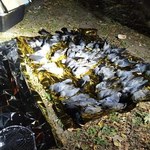 Ktoś otruł ptaki na Mokotowie? Znaleziono 130 martwych kawek