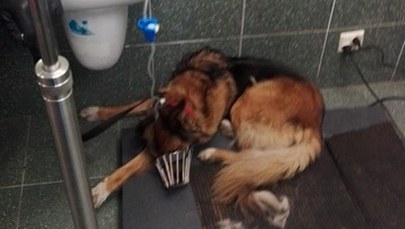 Ktoś porzucił i przywiązał do drzewa psa. "Nie było wody ani jedzenia"