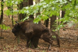 Ktoś postrzelił samicę żubra. Została dobita
