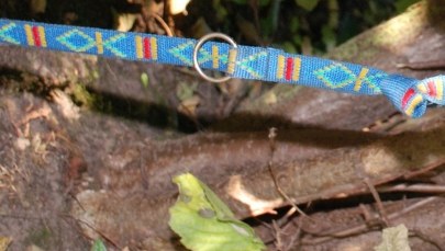 Ktoś powiesił na drzewie psa. Policja publikuje zdjęcie smyczy