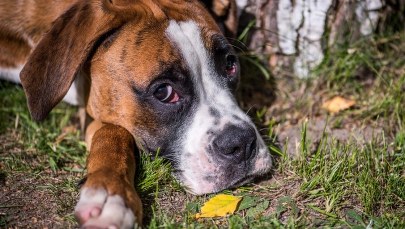 Ktoś rozsypuje trutkę na szczury w Warszawie. "Wytrujemy psy brudzące ulice" 
