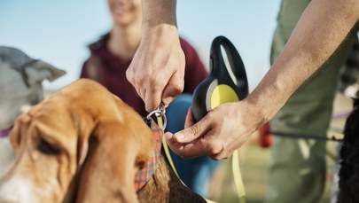 Ktoś truje psy na Mokotowie? Właściciele zaniepokojeni