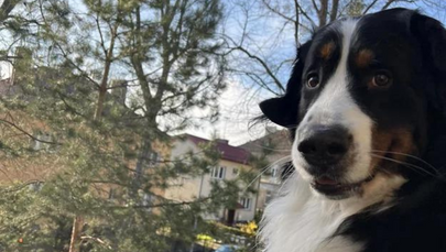 Ktoś truje psy na Pogodnie. Sprawcy szukają mieszkańcy i policja