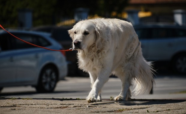 Ktoś truje psy w Krakowie. Kilkanaście nie przeżyło