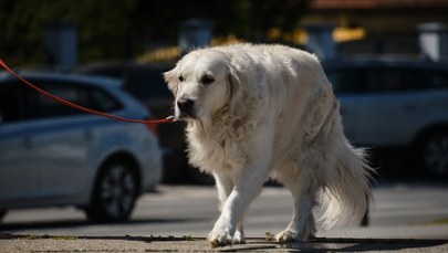 Ktoś truje psy w warszawskim parku. "Unikajcie spacerów w tym rejonie"
