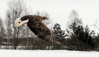 Ktoś wyciął drzewo. Gniazdo bielików zniszczone, pisklęta nie żyją