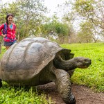 Ktoś zabija i zjada gigantyczne żółwie z Galapagos