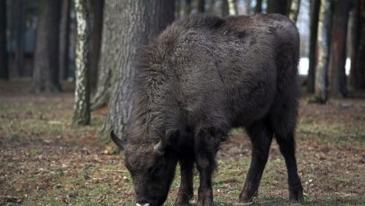 Ktoś zabił żubry w rezerwacie. Wszczęto śledztwo