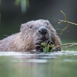 Ktoś zniszczył tamę bobrów, te zbudowały 7 kolejnych. Leśnicy wniebowzięci