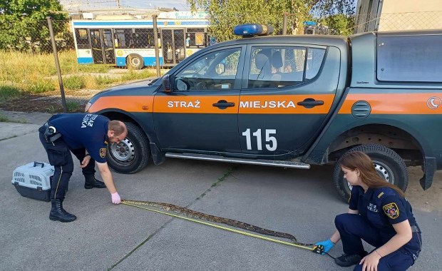 Ktoś zostawił w lesie martwego węża. Policja szuka właściciela 