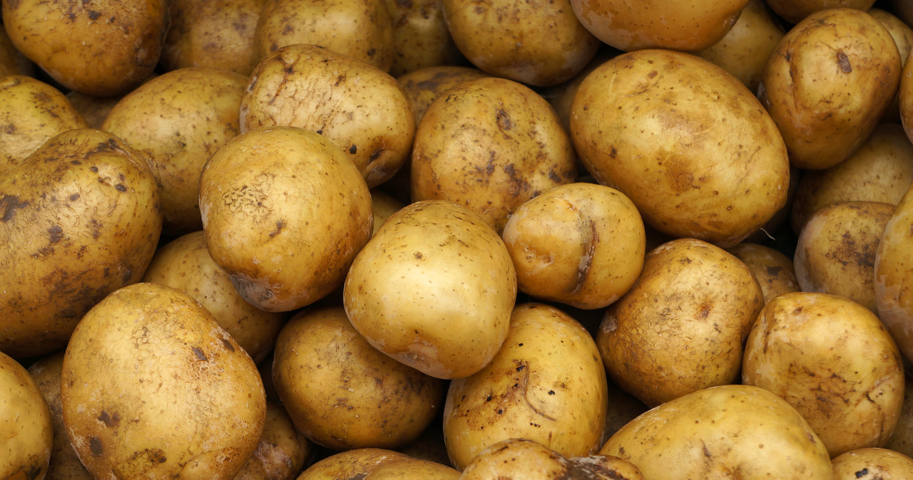 Ku zaskoczeniu ziemniaki zawierają niewiele kalorii. 100 g młodych ziemniaków zawiera tylko około 71 kalorii /123RF/PICSEL