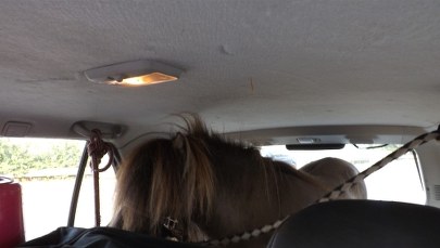 Kucyk na miejscu pasażera. Policjanci przecierali oczy ze zdumienia