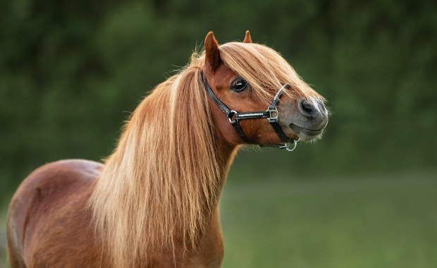 Kucyki biegają po zakopiance. Nietypowe sceny w Szaflarach