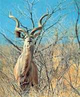 Kudu /Encyklopedia Internautica