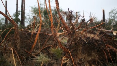 Kujawsko-Pomorskie: Przeszło 4 tys. odbiorców bez prądu