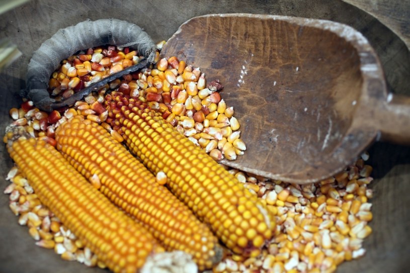 Kukurydza bogata jest w błonnik, a także wapń, żelazo oraz witaminę C /123RF/PICSEL