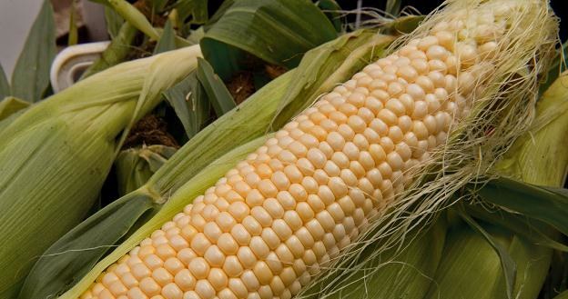 Kukurydza modyfikowana genetycznie jest powszechnie uprawiana /AFP